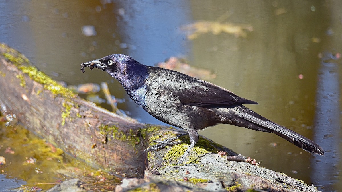 Common Grackle - ML445802731