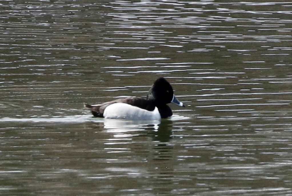 Ring-necked Duck - ML445803401