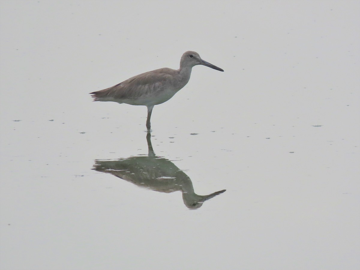 Willet - ML445803971