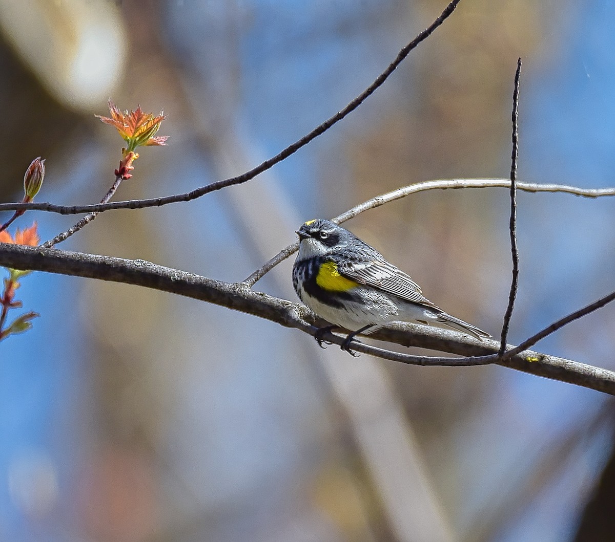 Yellow-rumped Warbler - ML445804371