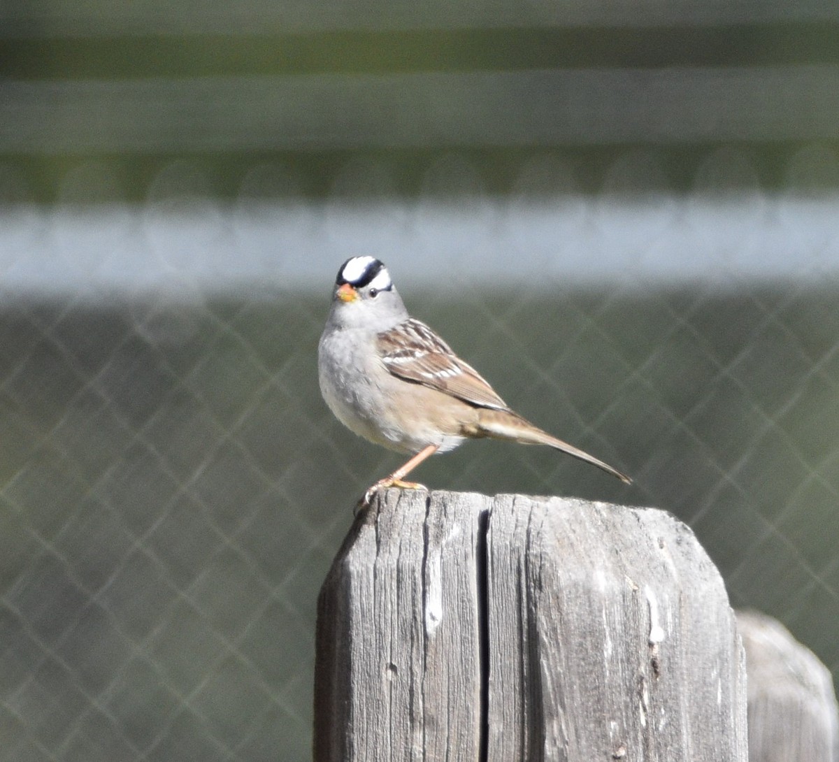White-crowned Sparrow - ML445804981