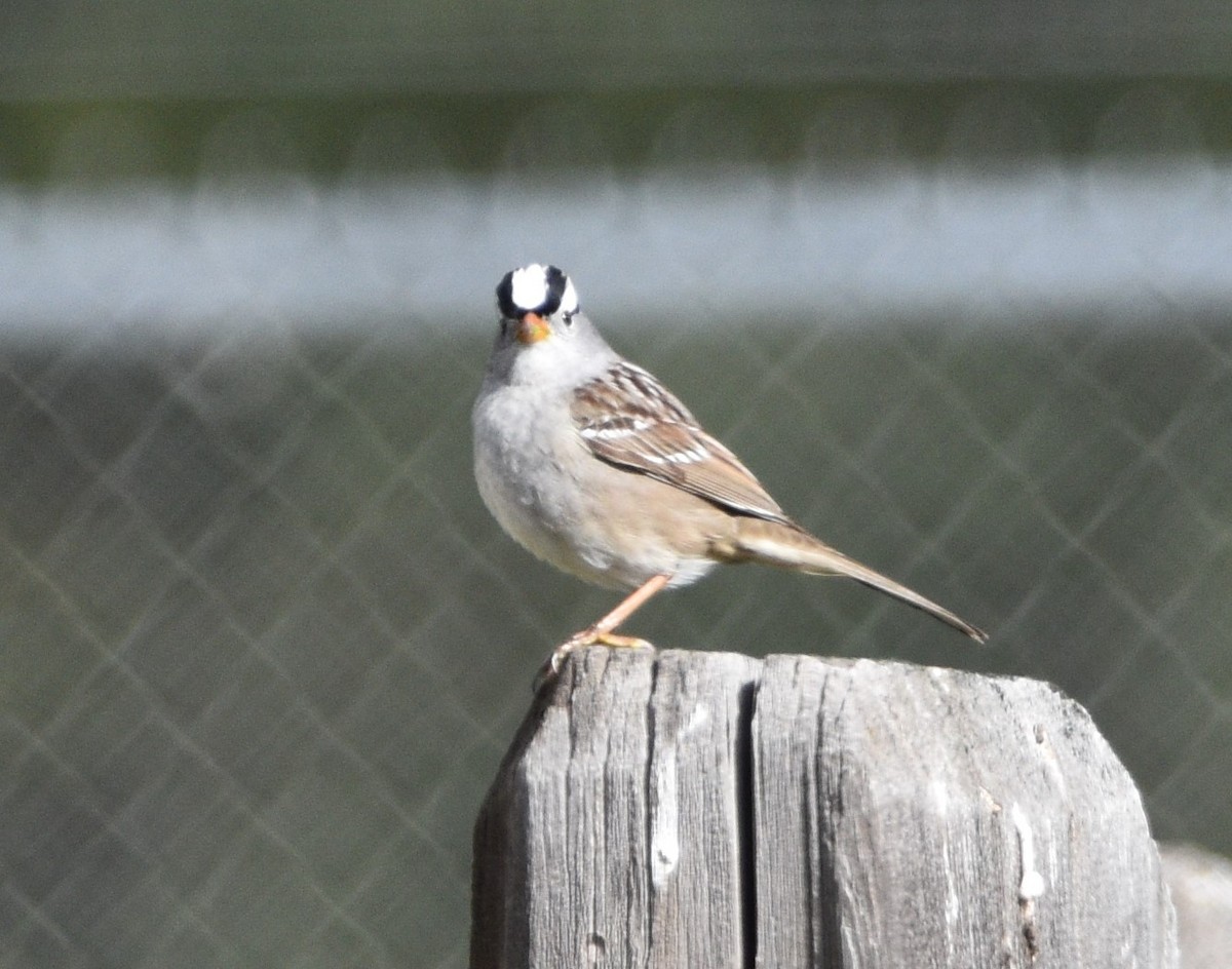 White-crowned Sparrow - ML445805011