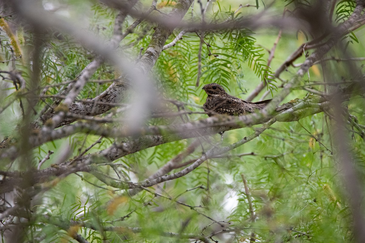 Lesser Nighthawk - ML445807321