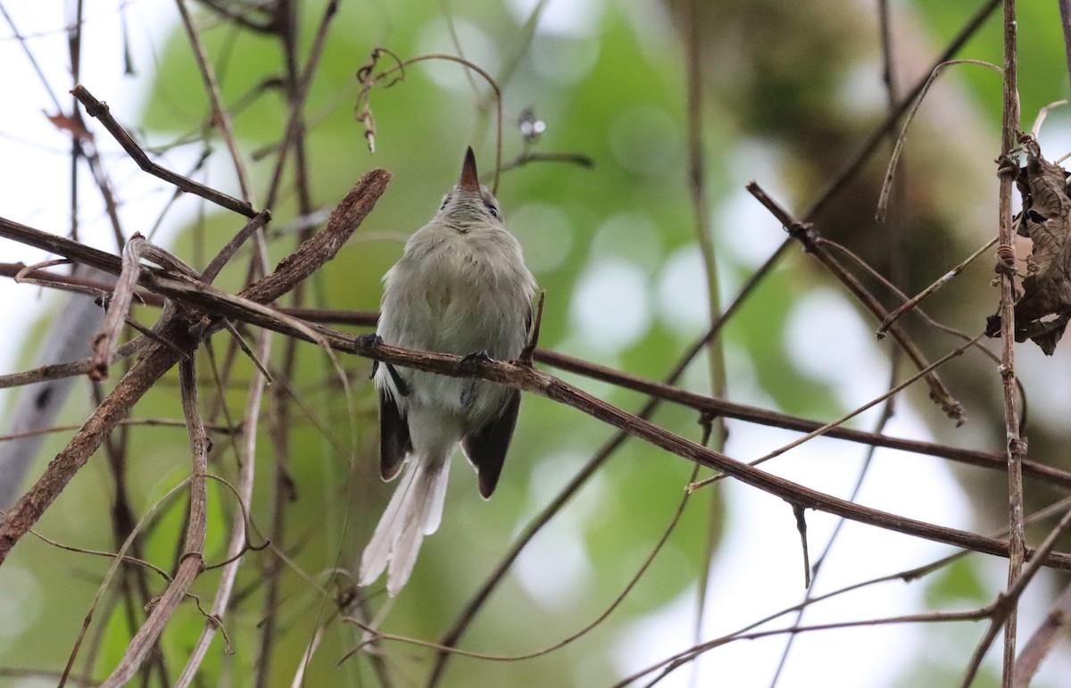 Tyranneau de Cocos - ML445807441