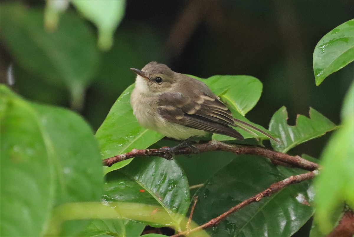 Cocos Tyrannulet - Oliver  Komar