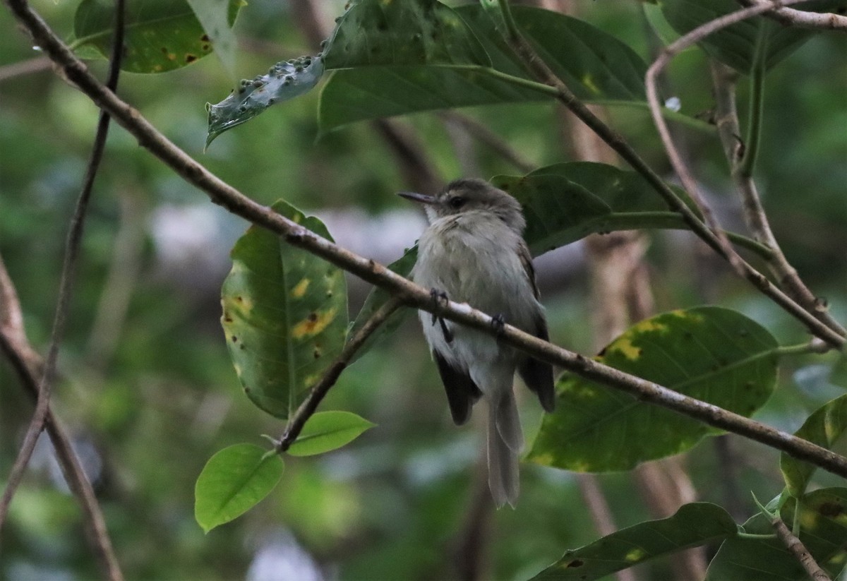 Cocos Tyrannulet - ML445807551