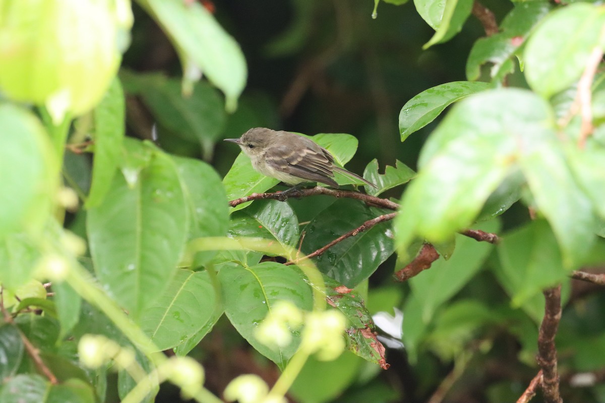 Cocos Tyrannulet - Oliver  Komar