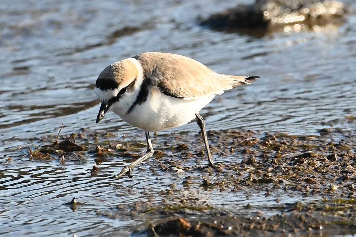 Kentish Plover - ML445809061