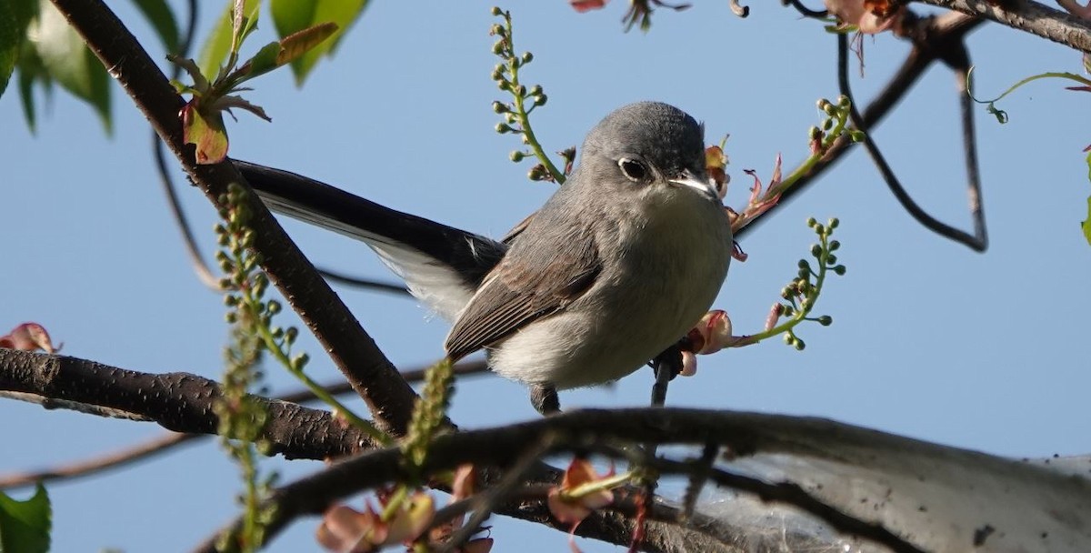 Blue-gray Gnatcatcher - ML445809081