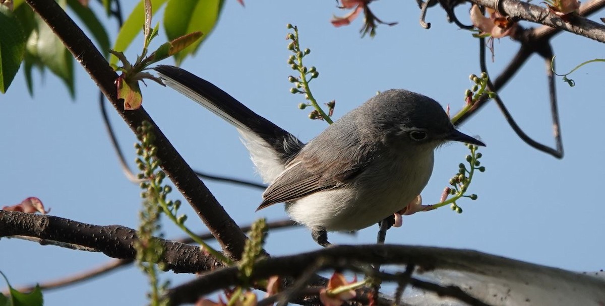 Blue-gray Gnatcatcher - William Boyes