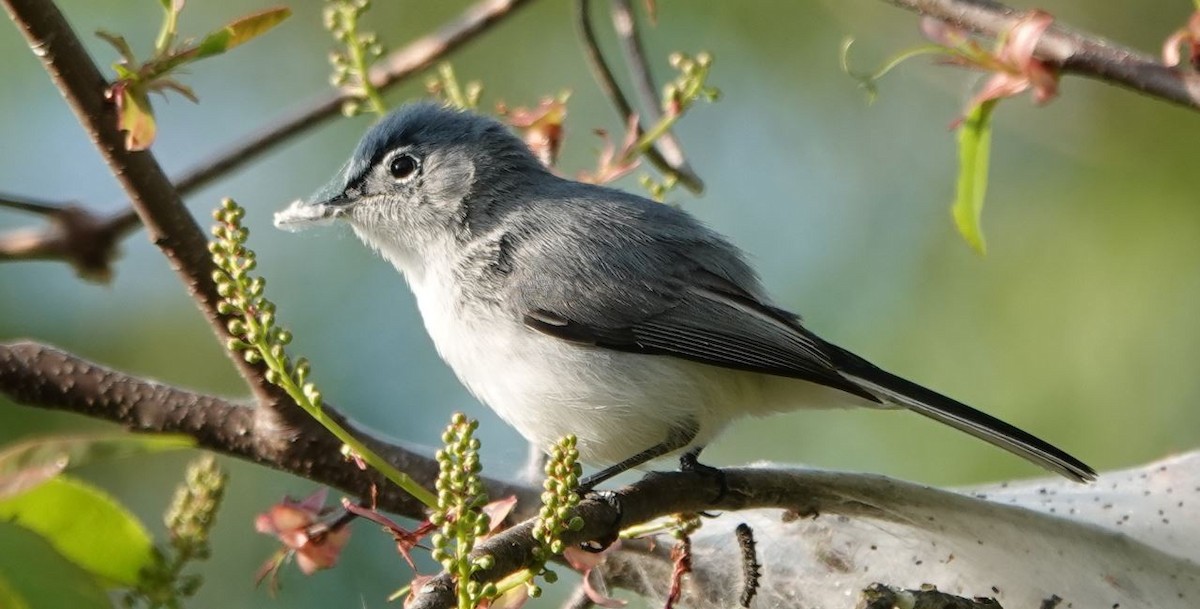 Blue-gray Gnatcatcher - ML445809121