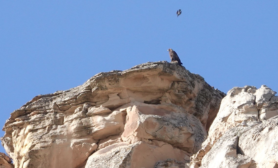 Golden Eagle - ML445811441
