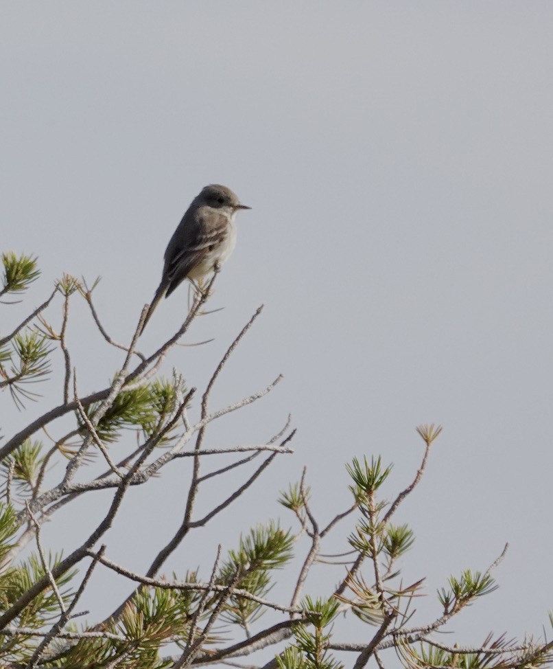 Gray Flycatcher - ML445811631