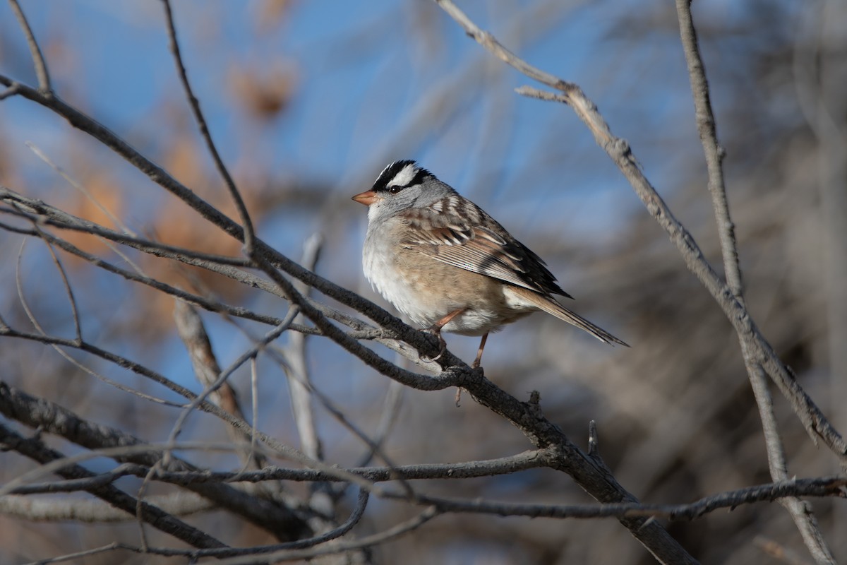 White-crowned Sparrow - ML445812651