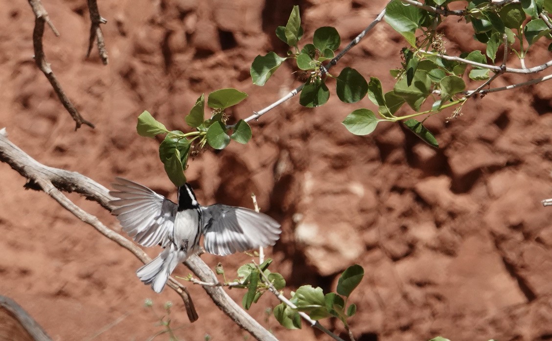 Black-throated Gray Warbler - ML445812931