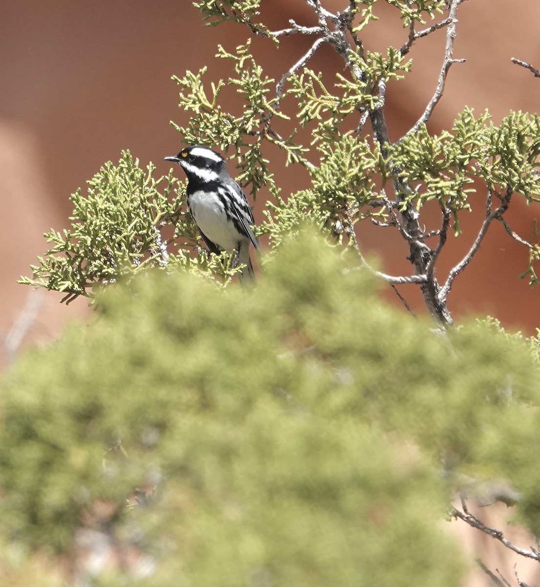 Black-throated Gray Warbler - ML445812981