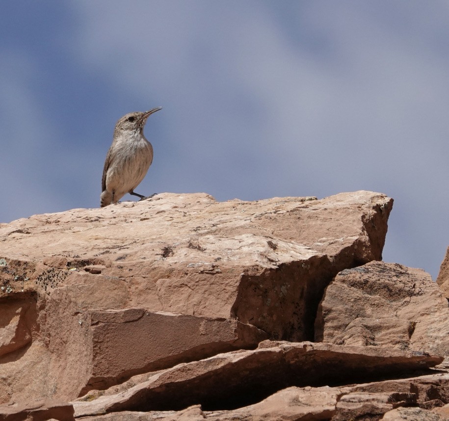 Rock Wren - ML445813751