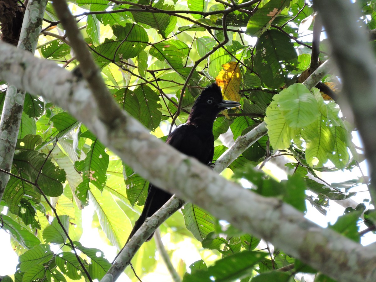 Amazonian Umbrellabird - ML445813921