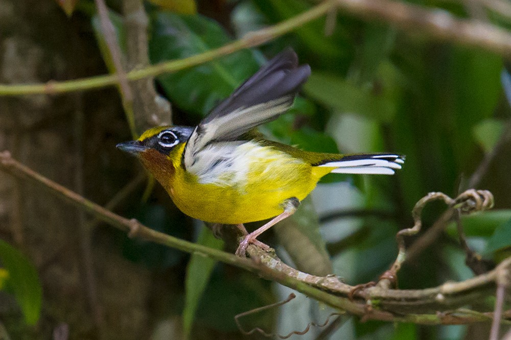 Black-eared Shrike-Babbler - ML44581421