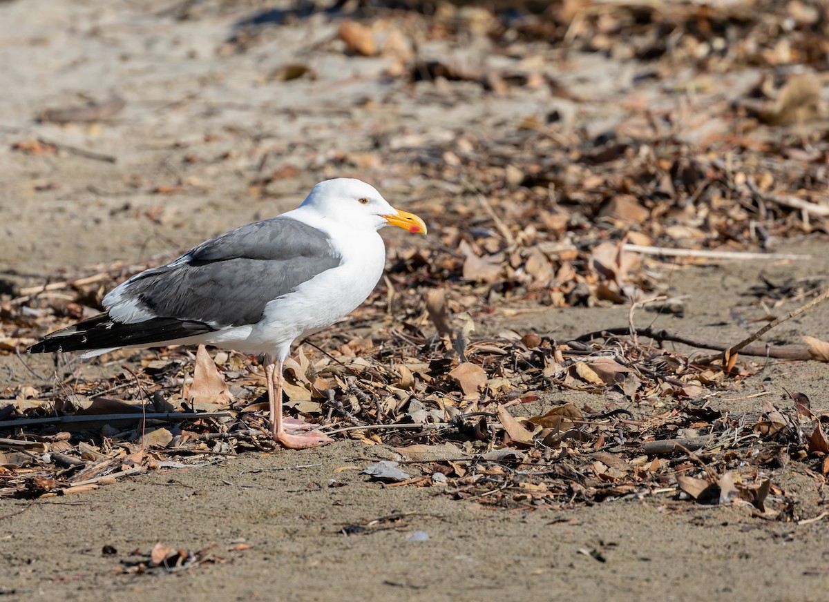 Western Gull - Damon Haan