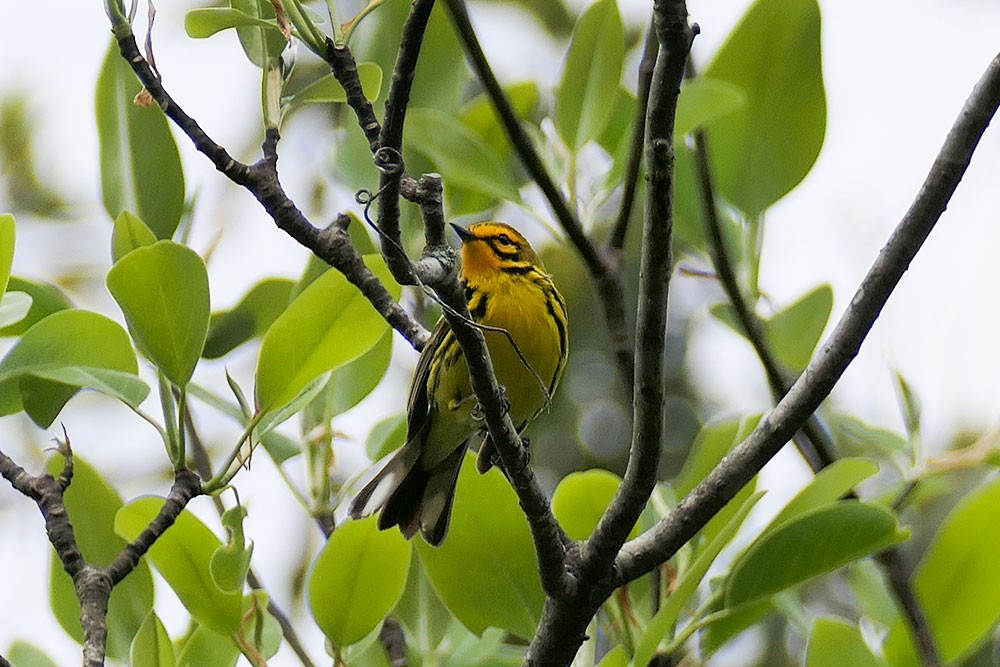 Prairie Warbler - Karen  Hamblett