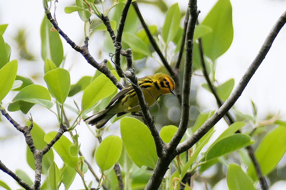 Prairie Warbler - Karen  Hamblett