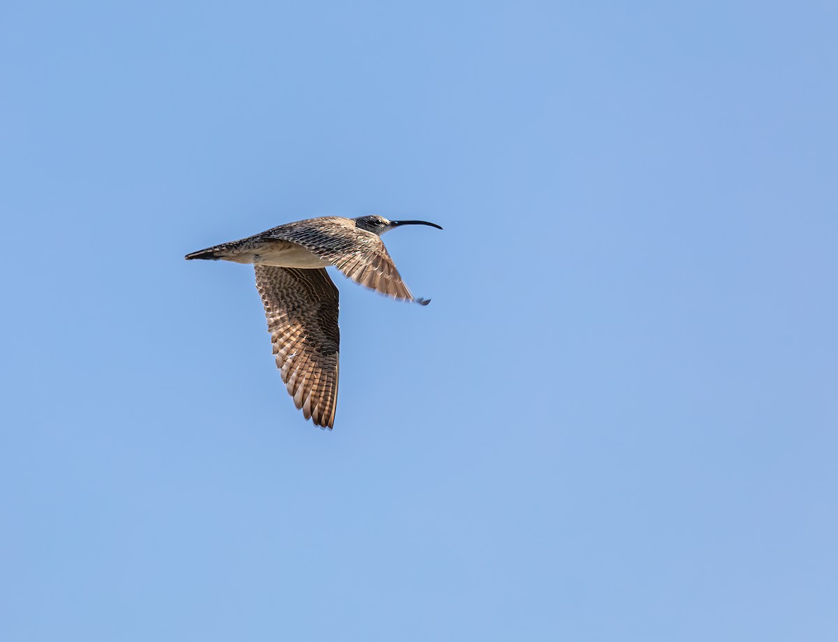 Whimbrel - ML445817491