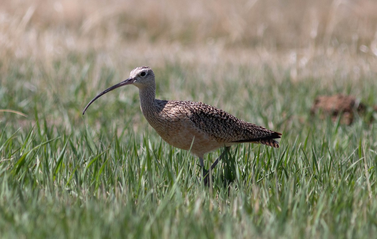 Long-billed Curlew - Stephen Brenner