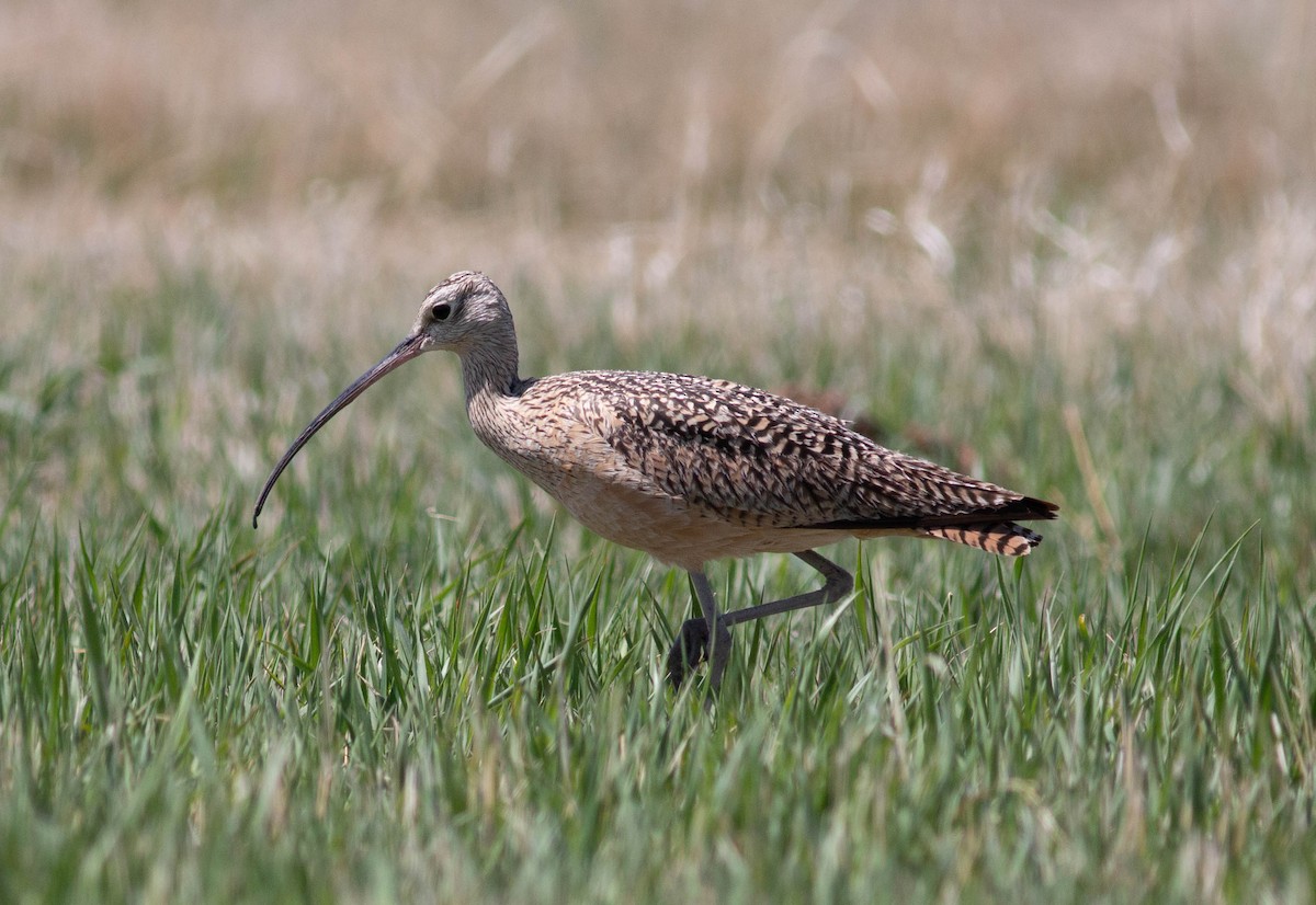 Long-billed Curlew - Stephen Brenner