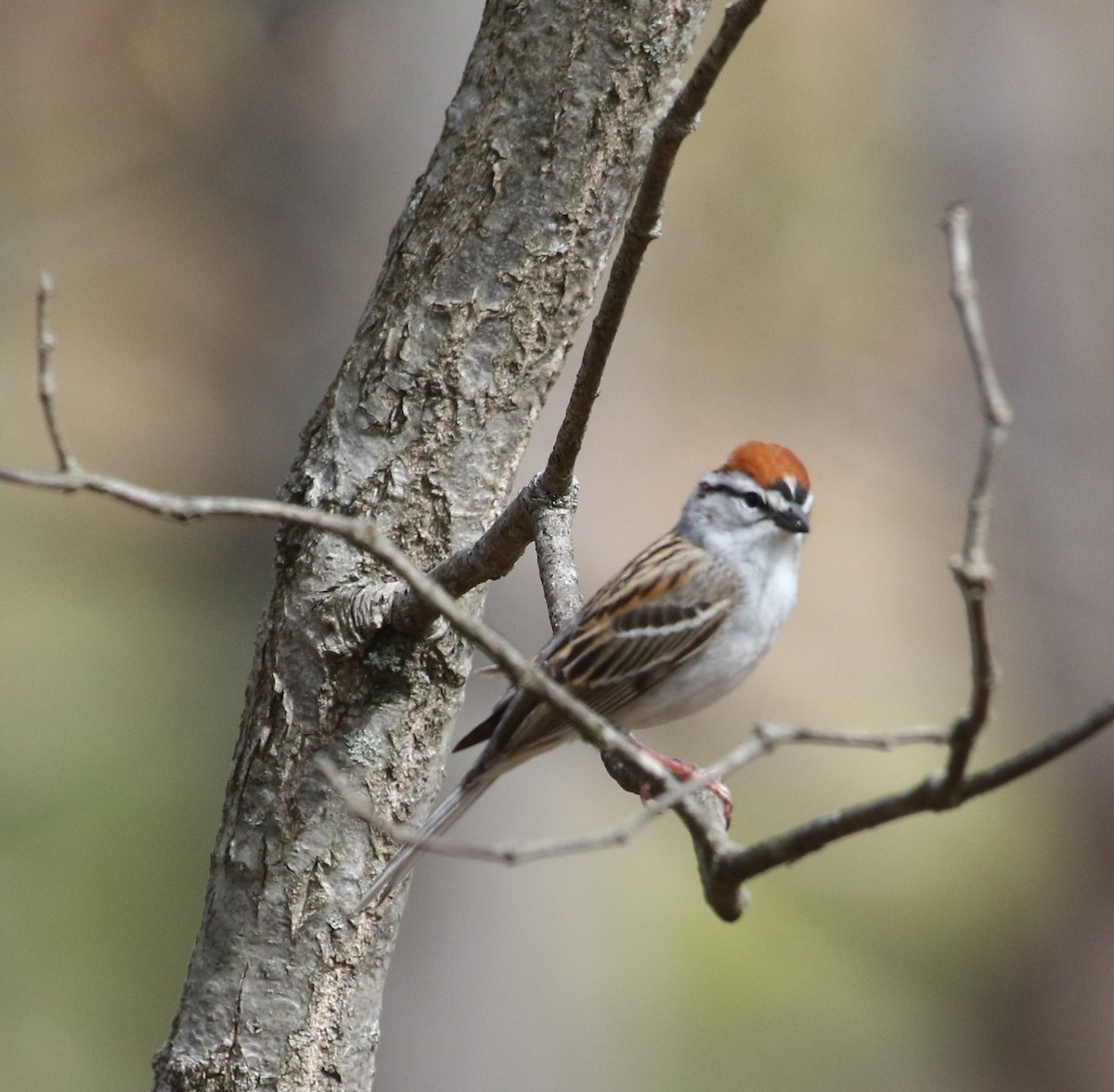 Chipping Sparrow - ML445820001