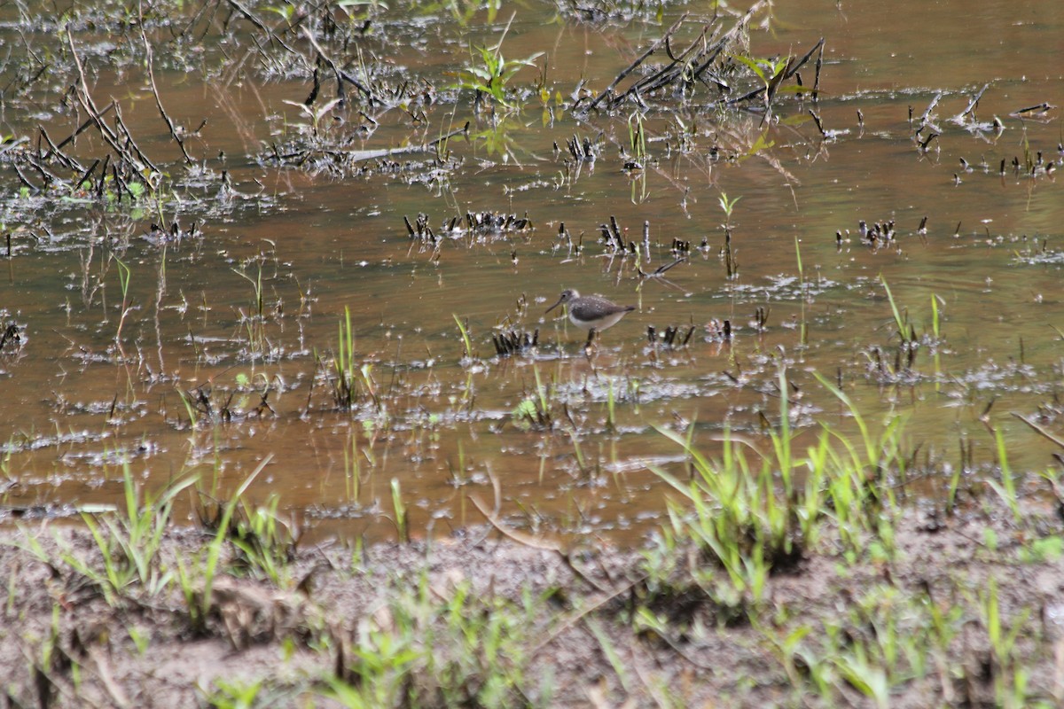 Solitary Sandpiper - Gavin Allvine