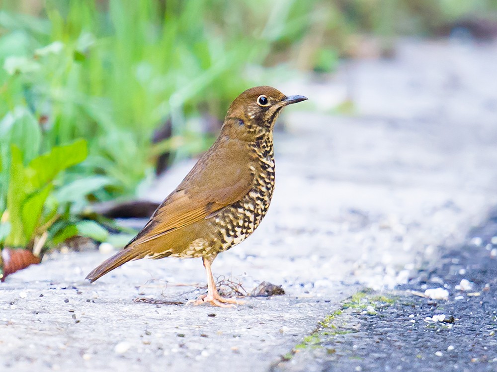 Himalayan Thrush - ML44582371