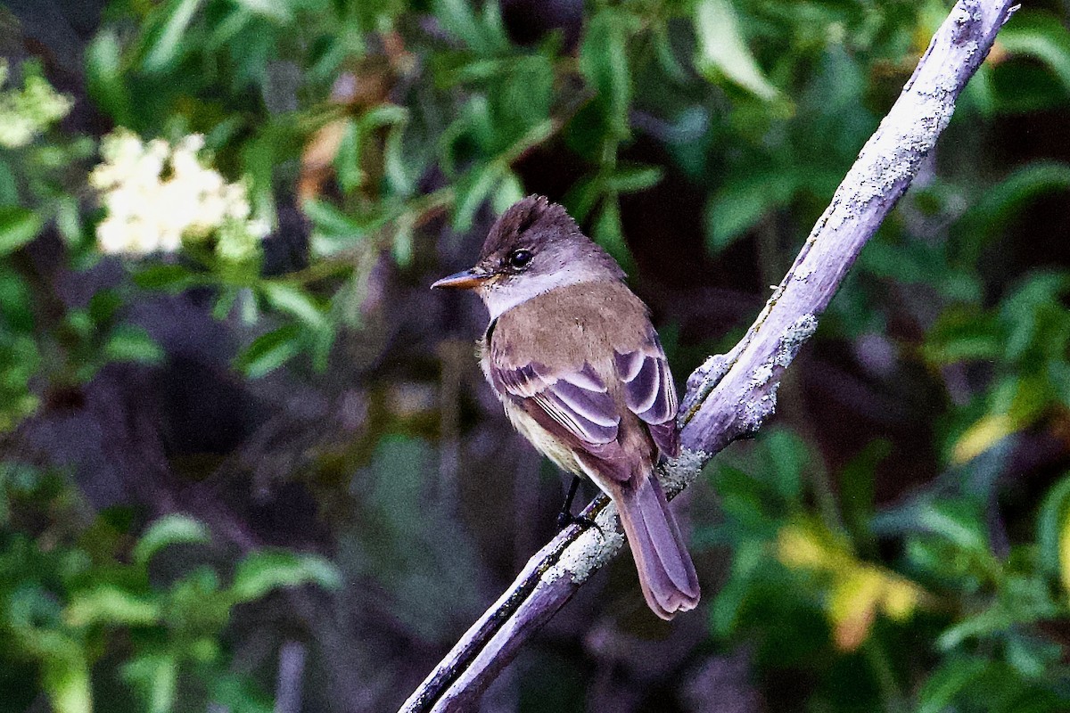 Willow Flycatcher - ML445823891