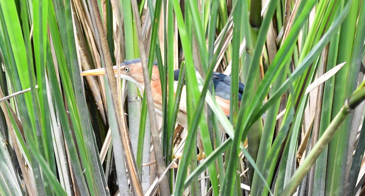 Least Bittern - ML445824081