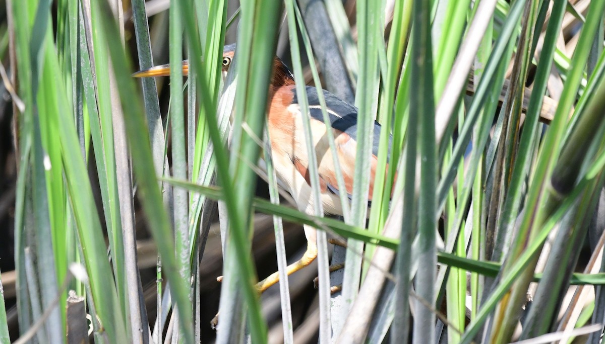 Least Bittern - ML445824121