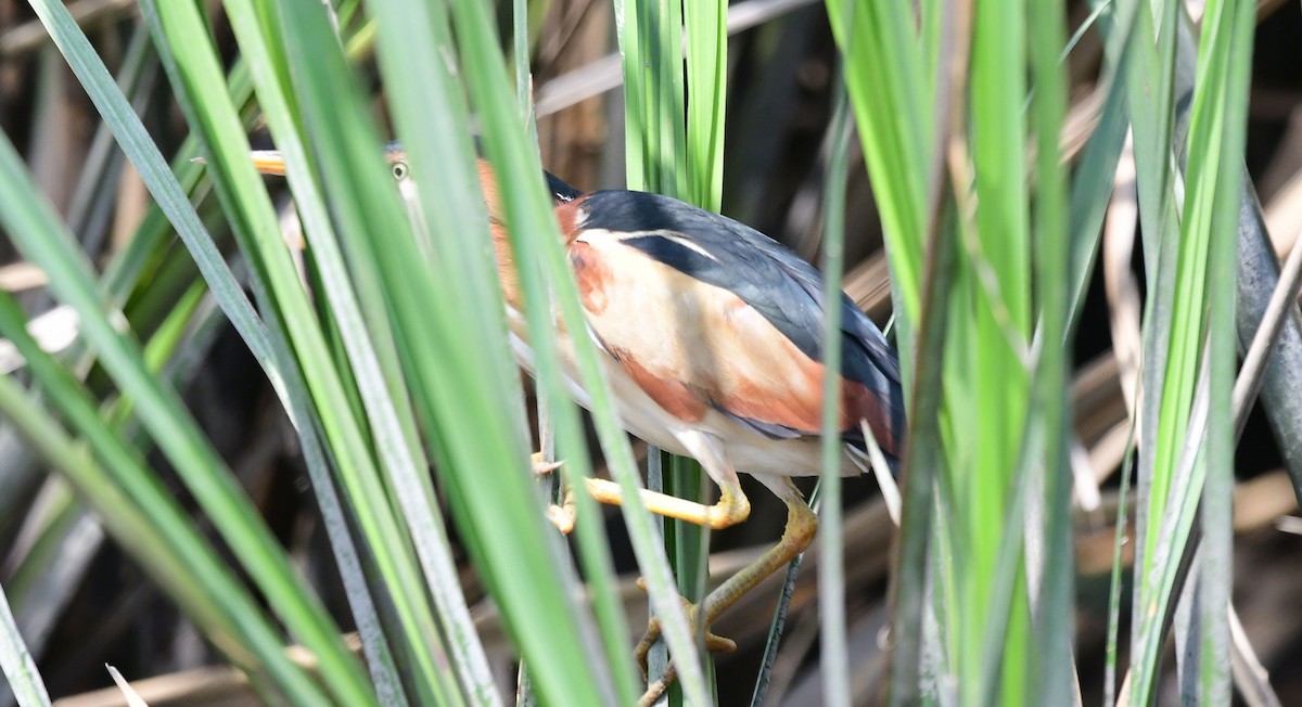 Least Bittern - ML445824131