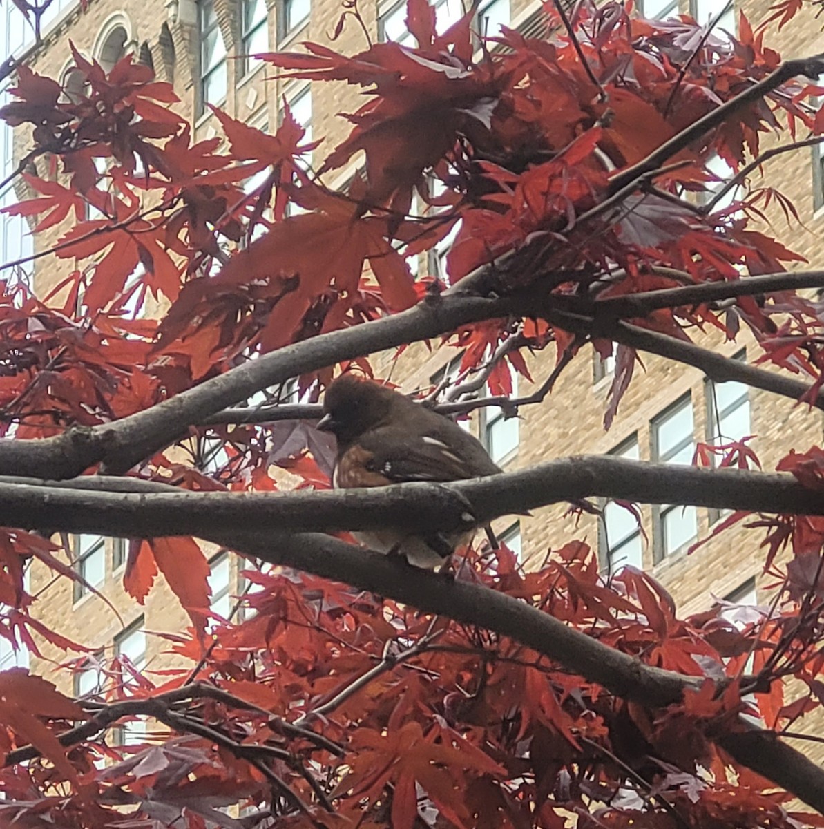 Eastern Towhee - ML445824251