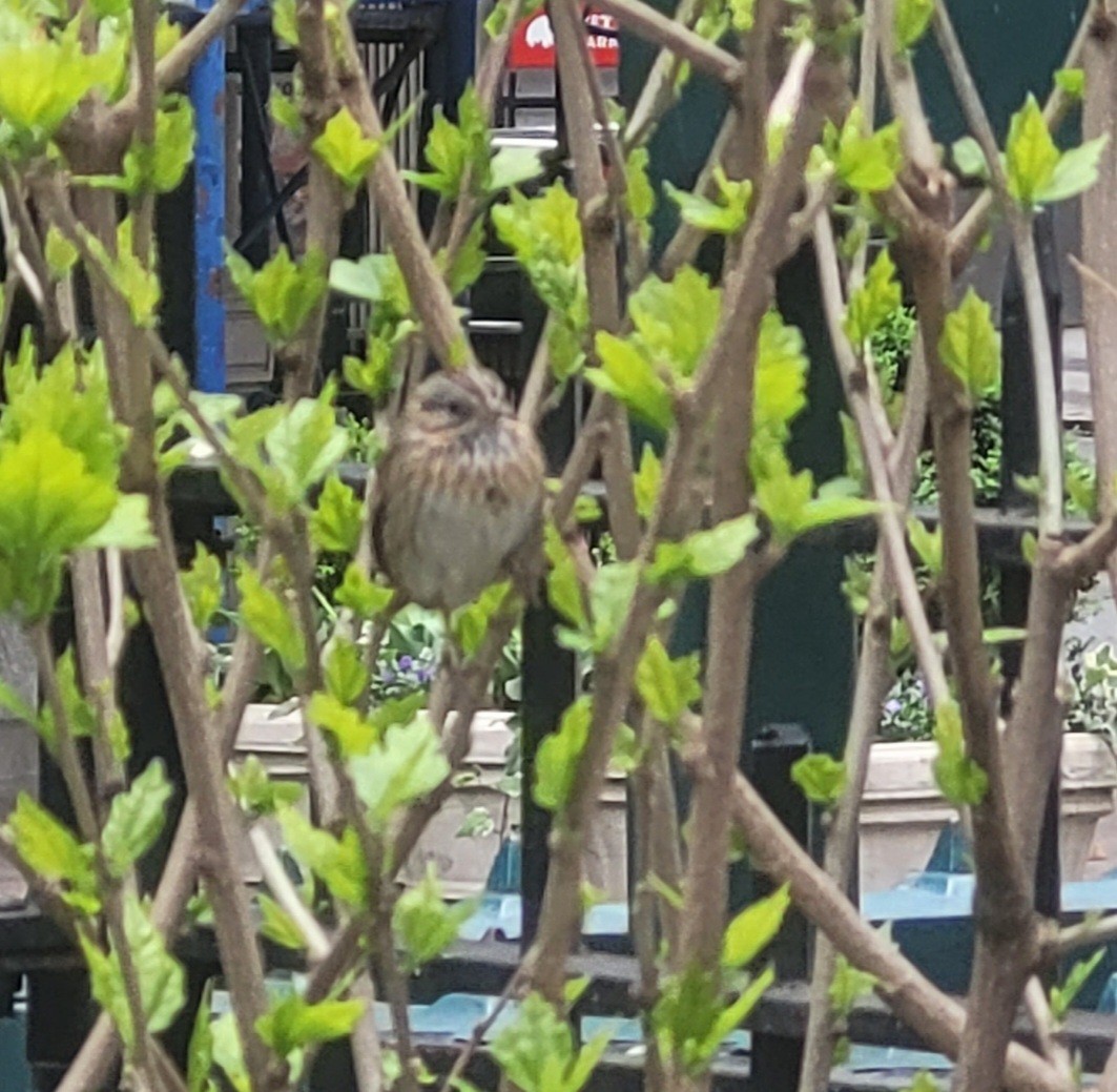 Lincoln's Sparrow - ML445824291