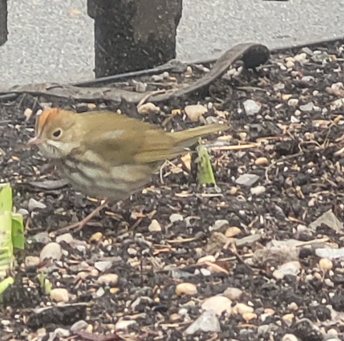 Ovenbird - ML445824351
