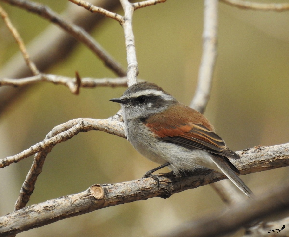 White-browed Chat-Tyrant - Carlos Cabrera