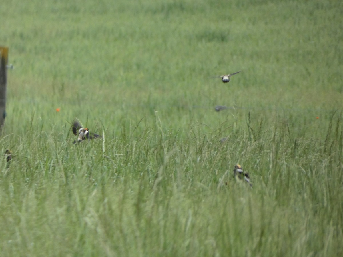 Bobolink - ML445825541