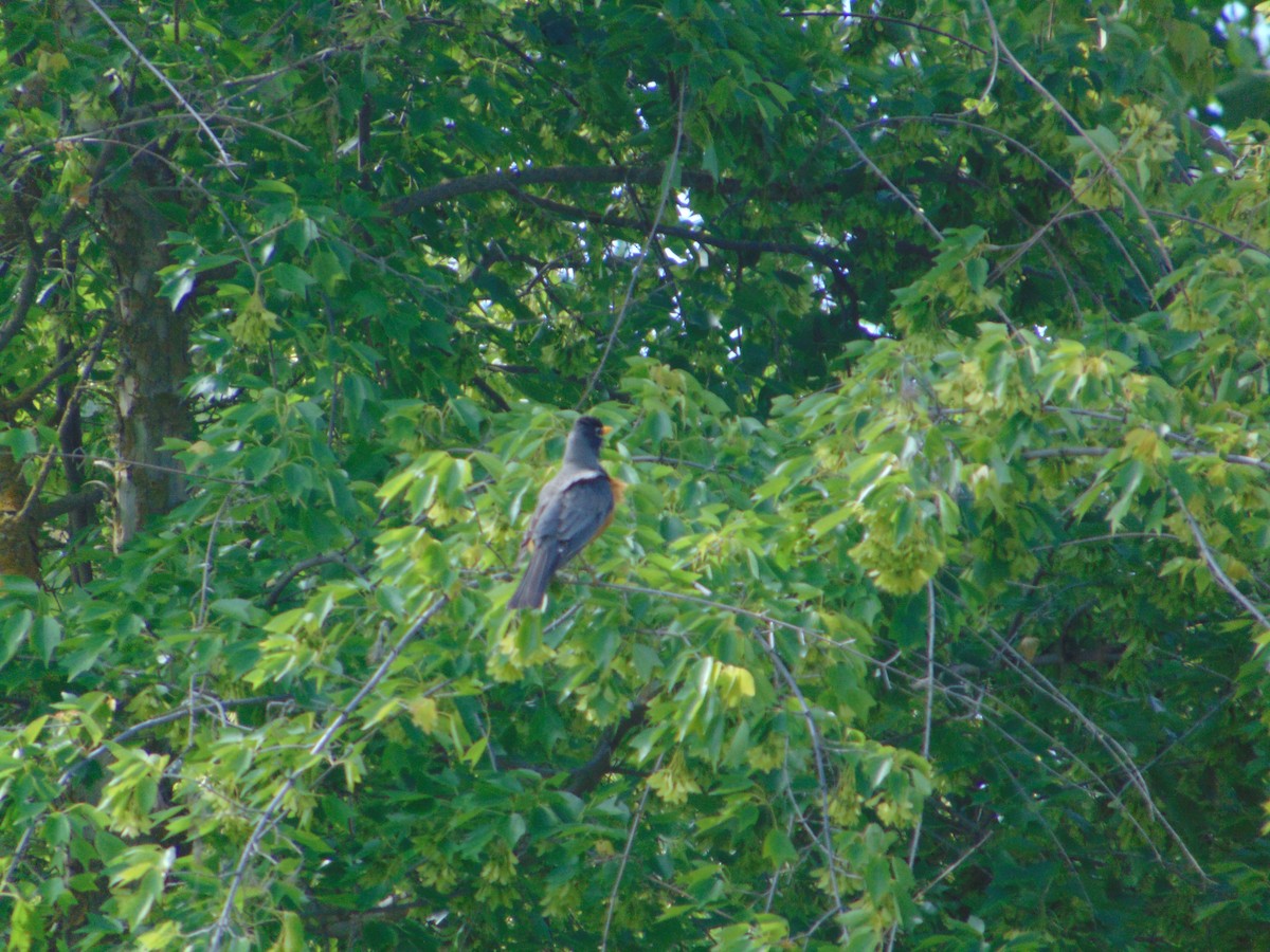 American Robin - ML445826011