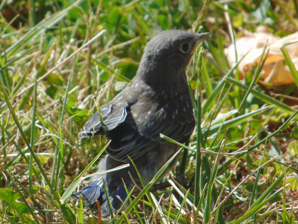 Western Bluebird - Lu To