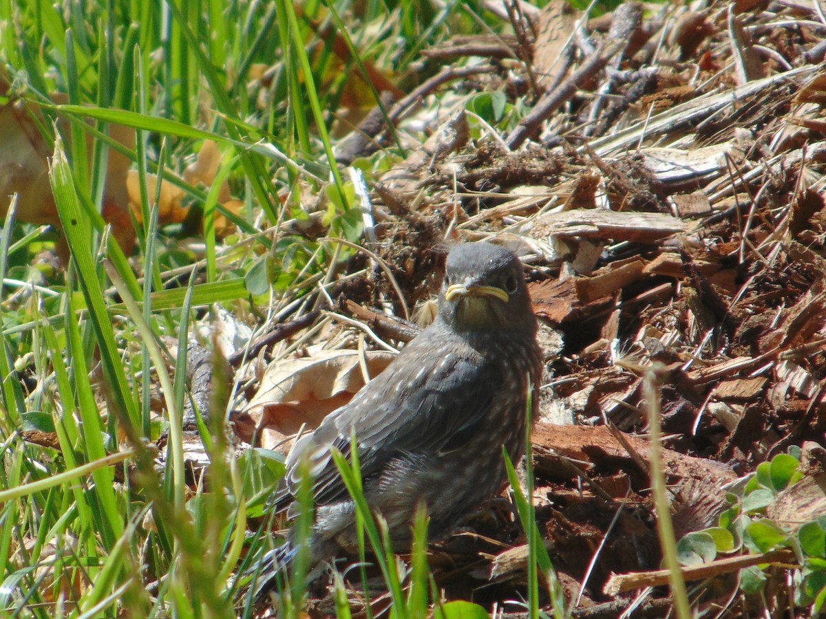 Western Bluebird - Lu To