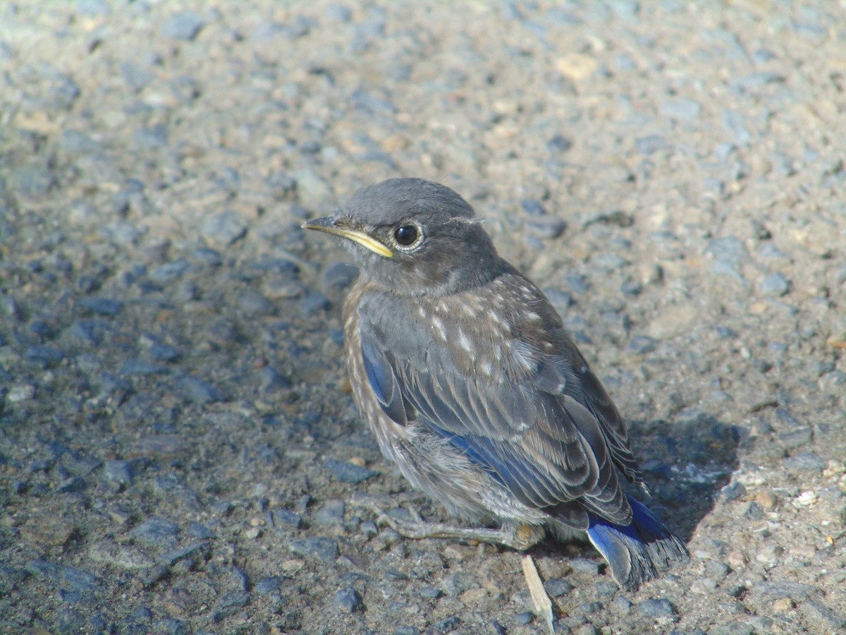 Western Bluebird - ML445826341