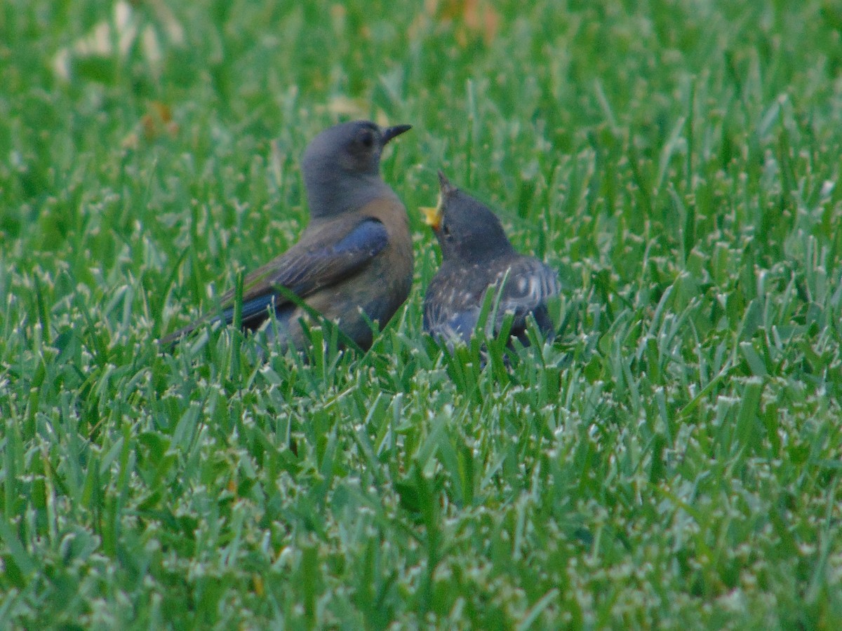 Western Bluebird - Lu To