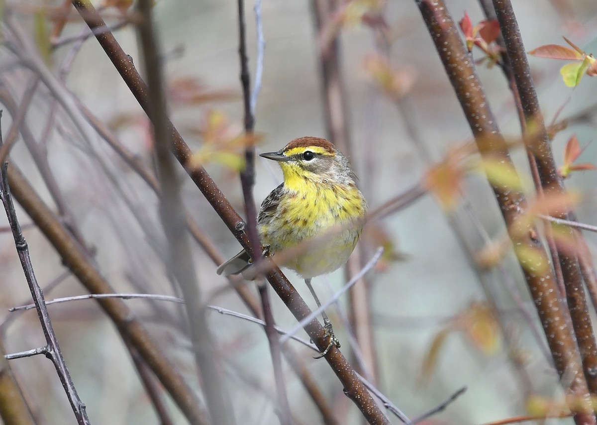 ヤシアメリカムシクイ（palmarum） - ML445826621