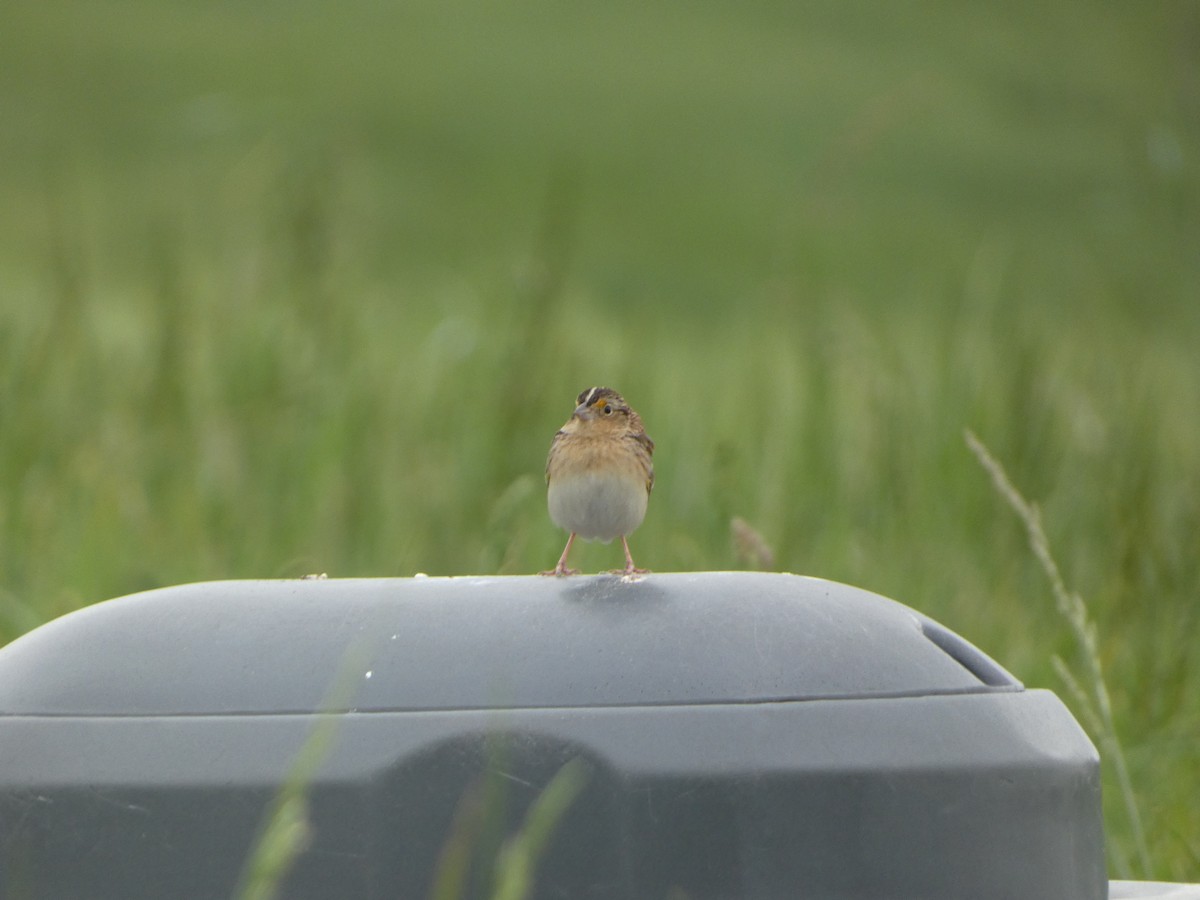 Grasshopper Sparrow - ML445826631
