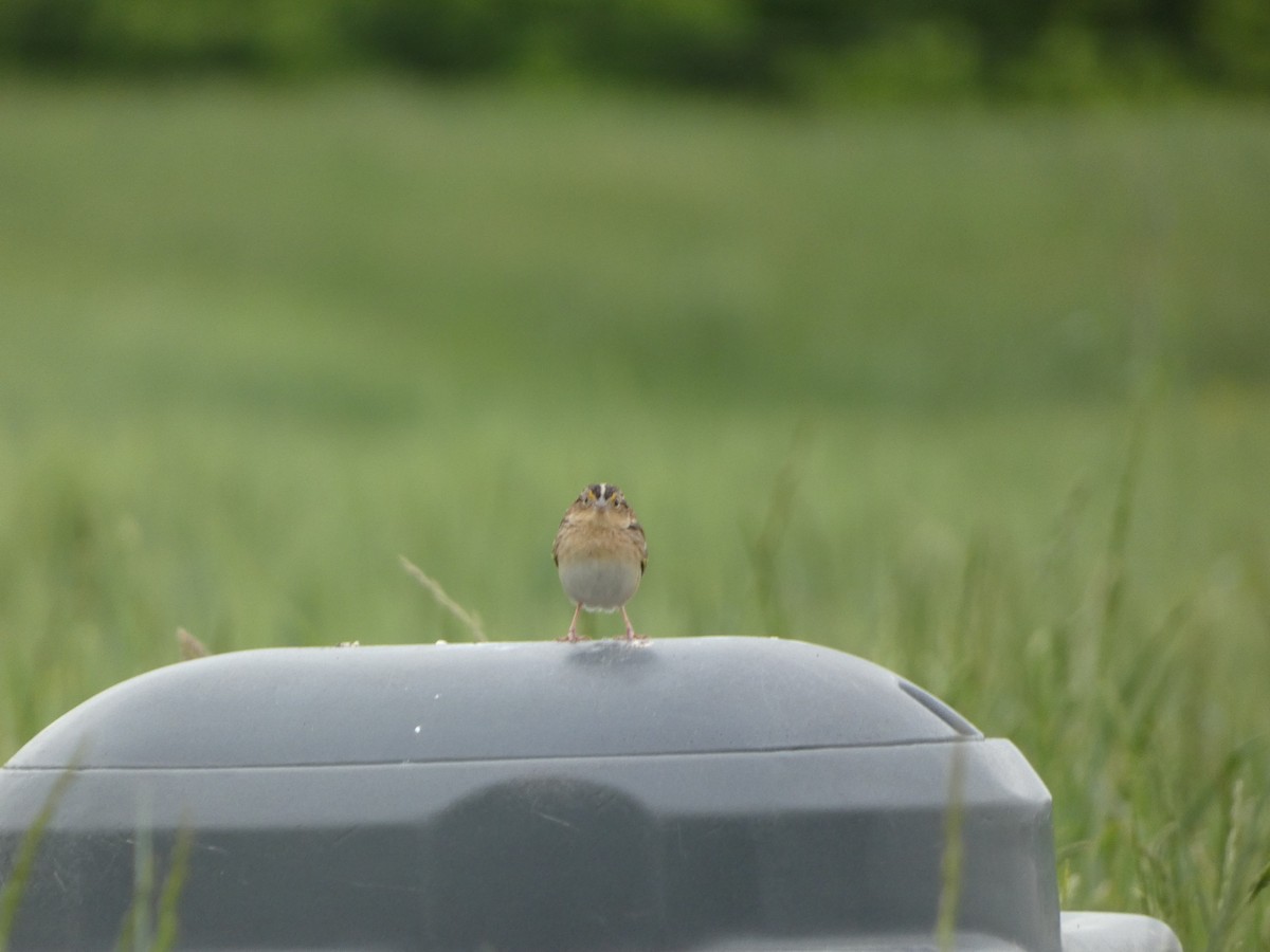 Grasshopper Sparrow - ML445826651