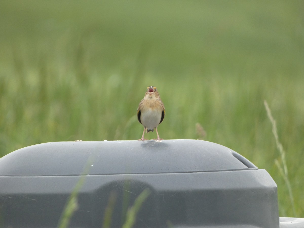 Grasshopper Sparrow - ML445826681